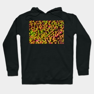 Pink and Green Succulents Hoodie